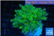 Euphyllia yayaemaensis green & purple tip 3-6 cm WYSIWYG acclimaté