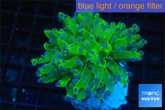 Euphyllia yayaemaensis green & purple tip 3-6 cm WYSIWYG acclimaté