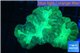 Caulastrea green 3-5 cm WYSIWYG acclimaté