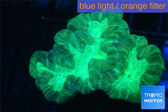 Caulastrea green 3-5 cm WYSIWYG acclimaté