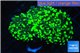 Euphyllia paraancora toxic green 4-7 cm WYSIWYG acclimaté