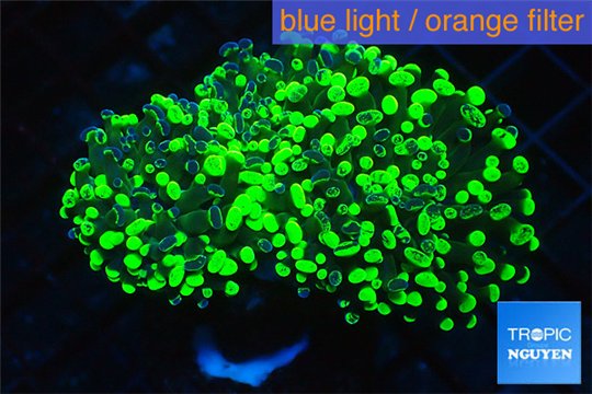 Euphyllia paraancora toxic green 4-7 cm WYSIWYG acclimaté