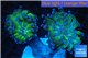 Euphyllia paraancora green purple 4-7 cm WYSIWYG acclimaté