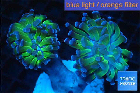 Euphyllia paraancora green purple 4-7 cm WYSIWYG acclimaté