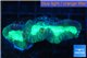 Caulastrea green 3-5 cm WYSIWYG acclimaté