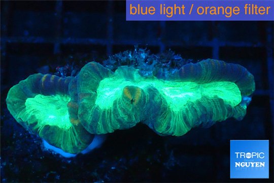 Caulastrea green 3-5 cm WYSIWYG acclimaté