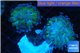 Euphyllia paraancora green purple 4-7 cm WYSIWYG acclimaté