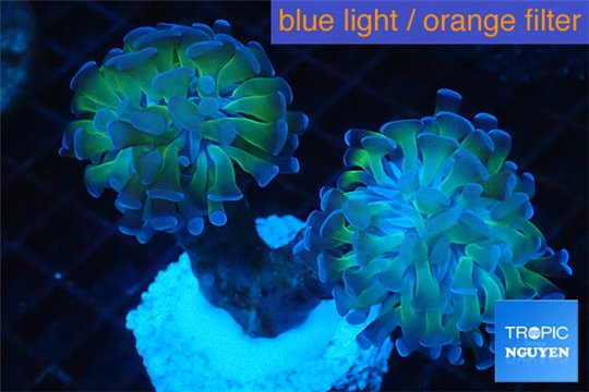 Euphyllia paraancora green purple 4-7 cm WYSIWYG acclimaté