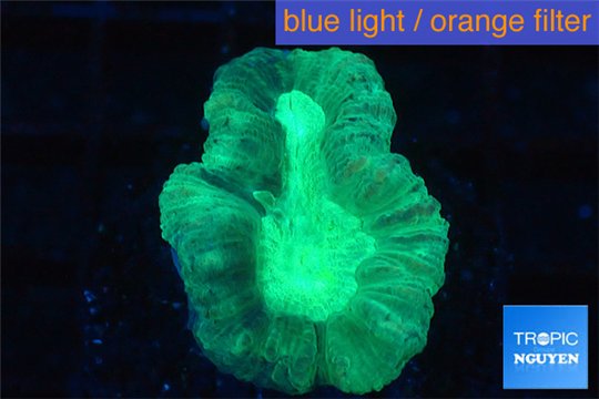 Caulastrea green 2-3 cm WYSIWYG acclimaté