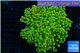 Euphyllia paradisa green & orange premium 4-8 cm WYSIWYG acclimaté