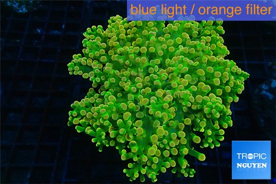 Euphyllia paradisa green & orange premium 4-8 cm WYSIWYG acclimaté