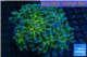 Euphyllia paraancora gold green 8-12 cm WYSIWYG acclimaté