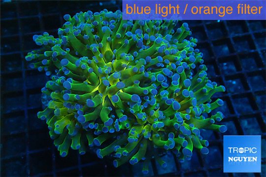 Euphyllia paraancora gold green 8-12 cm WYSIWYG acclimaté