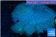 Sarcophyton long polyps 8-14 cm WYSIWYG acclimaté
