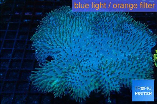 Sarcophyton long polyps 8-14 cm WYSIWYG acclimaté