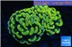 Euphyllia paraancora orange golden 4-6 cm WYSIWYG acclimaté