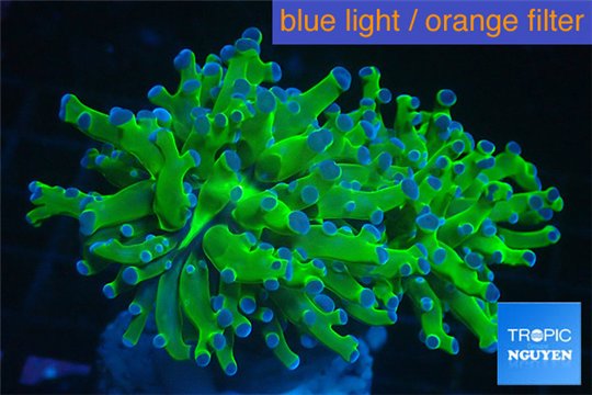 Euphyllia yayaemaensis green & purple tip 7-10 cm WYSIWYG acclimaté