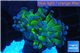 Euphyllia paraancora green purple 3-6 cm WYSIWYG acclimaté