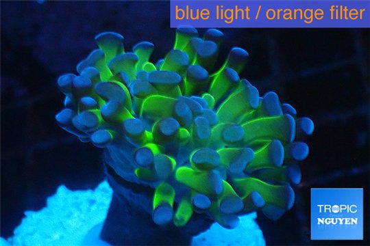 Euphyllia paraancora green purple 3-6 cm WYSIWYG acclimaté