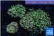 Euphyllia paradivisa orange 9-16 cm WYSIWYG acclimaté
