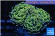 Euphyllia paraancora orange golden 4-6 cm WYSIWYG acclimaté