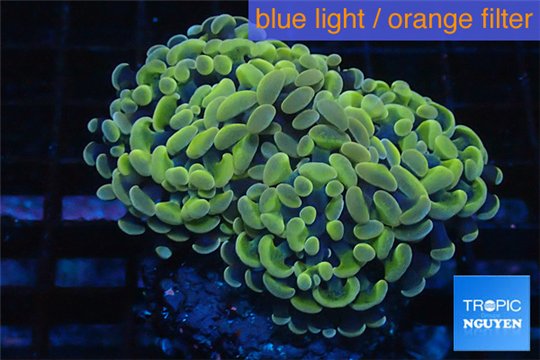 Euphyllia paraancora orange golden 4-6 cm WYSIWYG acclimaté