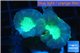Caulastrea green 2-4 cm WYSIWYG acclimaté