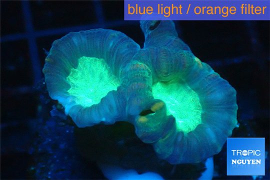 Caulastrea green 2-4 cm WYSIWYG acclimaté