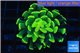 Euphyllia paraancora golden 1 polyp WYSIWYG acclimaté