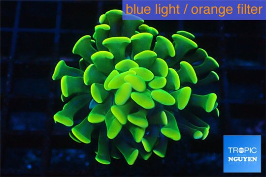 Euphyllia paraancora golden 1 polyp WYSIWYG acclimaté