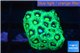 Favia neon green Australia 2-3 cm WYSIWYG acclimaté