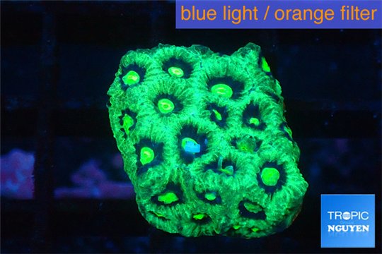 Favia neon green Australia 2-3 cm WYSIWYG acclimaté