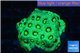 Favia neon green Australia 2-4 cm WYSIWYG acclimaté