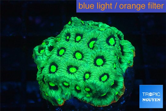 Favia neon green Australia 2-4 cm WYSIWYG acclimaté