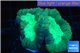 Caulastrea green 2-4 cm WYSIWYG acclimaté