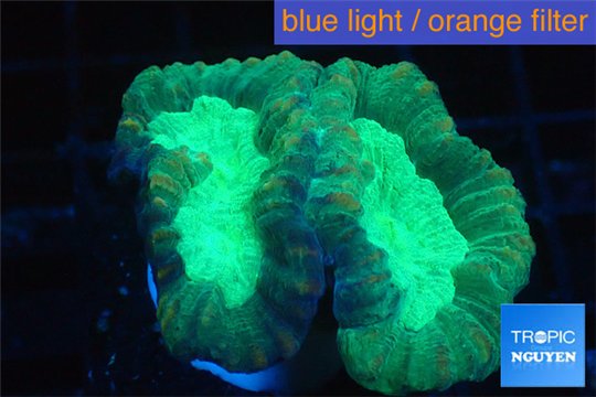 Caulastrea green 2-4 cm WYSIWYG acclimaté