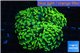 Euphyllia paraancora banana 8-12 cm WYSIWYG acclimaté
