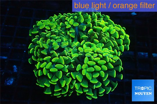 Euphyllia paraancora banana 8-12 cm WYSIWYG acclimaté