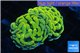 Euphyllia paraancora orange golden 4-6 cm WYSIWYG acclimaté