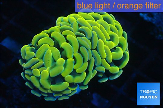 Euphyllia paraancora orange golden 4-6 cm WYSIWYG acclimaté
