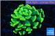 Euphyllia paraancora golden 1 polyp WYSIWYG acclimaté