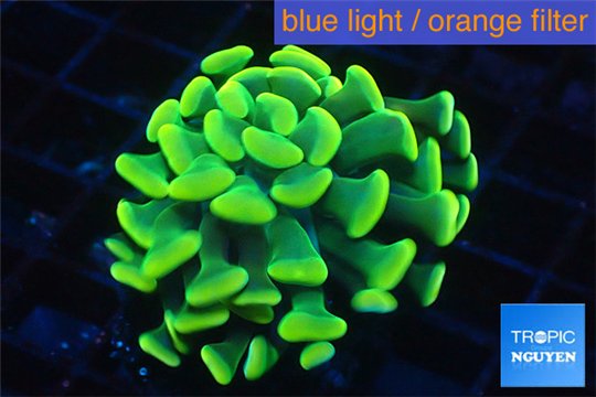 Euphyllia paraancora golden 1 polyp WYSIWYG acclimaté