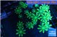Clavularia papaya neon green 4-6 cm WYSIWYG acclimaté