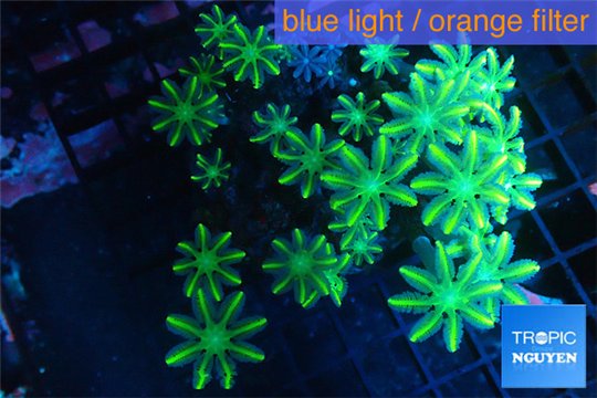 Clavularia papaya neon green 4-6 cm WYSIWYG acclimaté