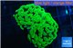 Euphyllia paraancora toxic green 4-6 cm WYSIWYG acclimaté