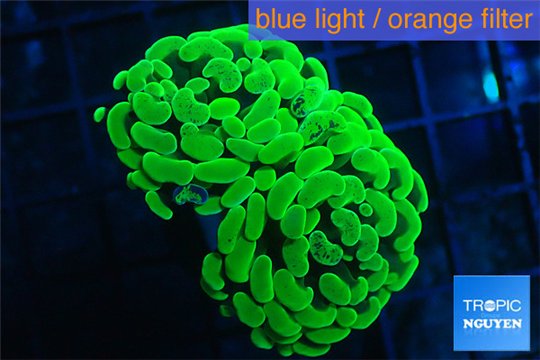 Euphyllia paraancora toxic green 4-6 cm WYSIWYG acclimaté