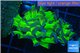 Euphyllia paraancora green purple 4-6 cm WYSIWYG acclimaté