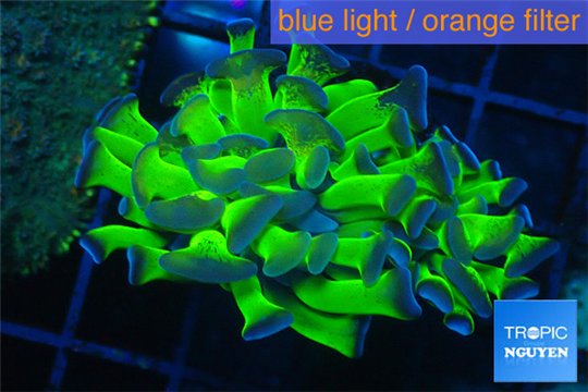 Euphyllia paraancora green purple 4-6 cm WYSIWYG acclimaté