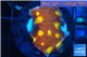 Echinophyllia fusion red fire 3-4 cm WYSIWYG acclimaté