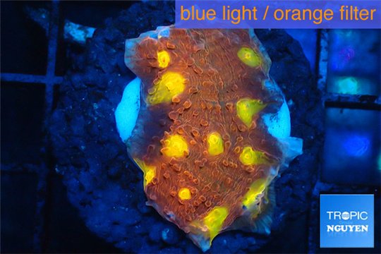 Echinophyllia fusion red fire 3-4 cm WYSIWYG acclimaté